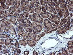 ACAA2 Antibody in Immunohistochemistry (Paraffin) (IHC (P))