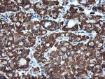 ACAA2 Antibody in Immunohistochemistry (Paraffin) (IHC (P))