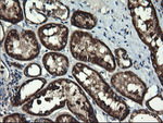 ACAA2 Antibody in Immunohistochemistry (Paraffin) (IHC (P))