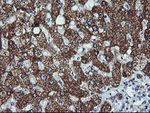 ACAA2 Antibody in Immunohistochemistry (Paraffin) (IHC (P))