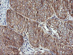 ACAA2 Antibody in Immunohistochemistry (Paraffin) (IHC (P))