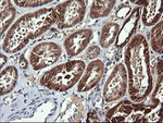 ACAA2 Antibody in Immunohistochemistry (Paraffin) (IHC (P))