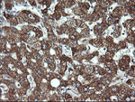 ACAA2 Antibody in Immunohistochemistry (Paraffin) (IHC (P))