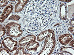 ACAA2 Antibody in Immunohistochemistry (Paraffin) (IHC (P))