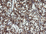 ACAA2 Antibody in Immunohistochemistry (Paraffin) (IHC (P))