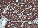 ACAA2 Antibody in Immunohistochemistry (Paraffin) (IHC (P))