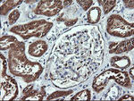 ACAA2 Antibody in Immunohistochemistry (Paraffin) (IHC (P))