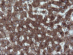 ACAA2 Antibody in Immunohistochemistry (Paraffin) (IHC (P))