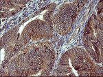 ACAA2 Antibody in Immunohistochemistry (Paraffin) (IHC (P))