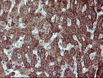 ACAA2 Antibody in Immunohistochemistry (Paraffin) (IHC (P))