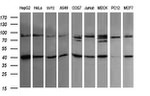 ACAA2 Antibody in Western Blot (WB)