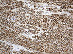 ACADM Antibody in Immunohistochemistry (Paraffin) (IHC (P))