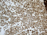 ACADM Antibody in Immunohistochemistry (Paraffin) (IHC (P))