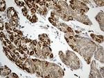 ACADM Antibody in Immunohistochemistry (Paraffin) (IHC (P))