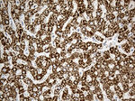 ACADM Antibody in Immunohistochemistry (Paraffin) (IHC (P))