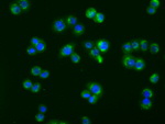 ACAT2 Antibody in Immunocytochemistry (ICC/IF)