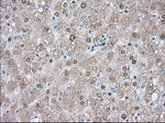 ACAT2 Antibody in Immunohistochemistry (Paraffin) (IHC (P))