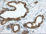 ACAT2 Antibody in Immunohistochemistry (Paraffin) (IHC (P))