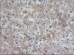 ACAT2 Antibody in Immunohistochemistry (Paraffin) (IHC (P))