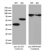 ACAT2 Antibody in Western Blot (WB)