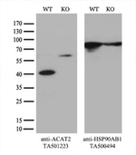 ACAT2 Antibody in Western Blot (WB)