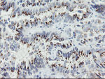 ACBD3 Antibody in Immunohistochemistry (Paraffin) (IHC (P))