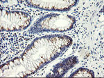 ACBD3 Antibody in Immunohistochemistry (Paraffin) (IHC (P))