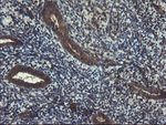 ACBD3 Antibody in Immunohistochemistry (Paraffin) (IHC (P))