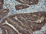 ACBD3 Antibody in Immunohistochemistry (Paraffin) (IHC (P))