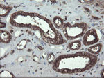 ACBD3 Antibody in Immunohistochemistry (Paraffin) (IHC (P))