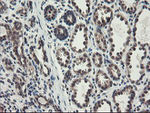 ACBD3 Antibody in Immunohistochemistry (Paraffin) (IHC (P))