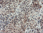 ACBD3 Antibody in Immunohistochemistry (Paraffin) (IHC (P))