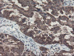 ACBD3 Antibody in Immunohistochemistry (Paraffin) (IHC (P))