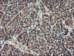 ACBD3 Antibody in Immunohistochemistry (Paraffin) (IHC (P))