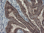 ACBD3 Antibody in Immunohistochemistry (Paraffin) (IHC (P))