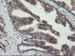 ACBD3 Antibody in Immunohistochemistry (Paraffin) (IHC (P))