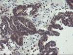 ACBD3 Antibody in Immunohistochemistry (Paraffin) (IHC (P))