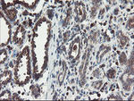 ACBD3 Antibody in Immunohistochemistry (Paraffin) (IHC (P))