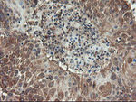 ACBD3 Antibody in Immunohistochemistry (Paraffin) (IHC (P))