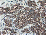 ACBD3 Antibody in Immunohistochemistry (Paraffin) (IHC (P))