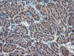 ACBD3 Antibody in Immunohistochemistry (Paraffin) (IHC (P))