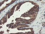 ACBD3 Antibody in Immunohistochemistry (Paraffin) (IHC (P))