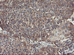 ACBD3 Antibody in Immunohistochemistry (Paraffin) (IHC (P))