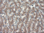 ACBD3 Antibody in Immunohistochemistry (Paraffin) (IHC (P))