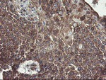 ACBD3 Antibody in Immunohistochemistry (Paraffin) (IHC (P))