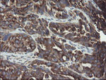 ACBD3 Antibody in Immunohistochemistry (Paraffin) (IHC (P))