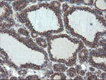 ACBD3 Antibody in Immunohistochemistry (Paraffin) (IHC (P))