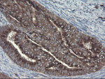 ACBD3 Antibody in Immunohistochemistry (Paraffin) (IHC (P))