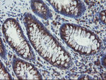 ACBD3 Antibody in Immunohistochemistry (Paraffin) (IHC (P))