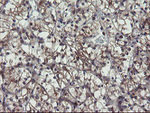 ACBD3 Antibody in Immunohistochemistry (Paraffin) (IHC (P))